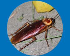 kakkerlakken