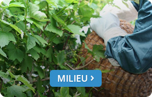 milieu