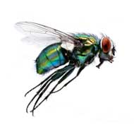 groene aasvlieg - vliegen