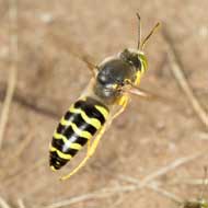 solitaire wesp - bijen & wespen